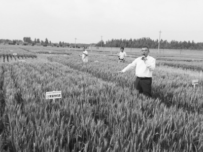 中国农科院黄淮海冬小麦-夏玉米不同施肥制度30年定位试验结果表明:一半化肥一半有机肥配施效果最优