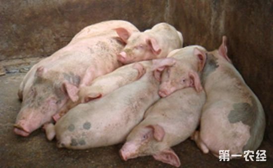 广东揭阳这边养猪国家有没有补助或者优惠政策