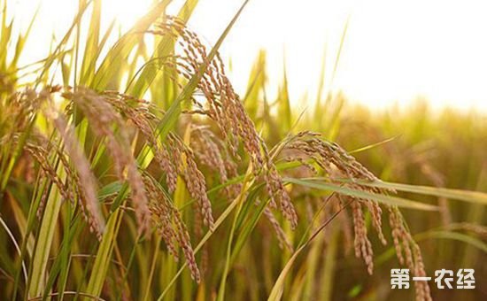 小麦、稻谷实行“市场定价,价补分离”政策 会带来什么影响?