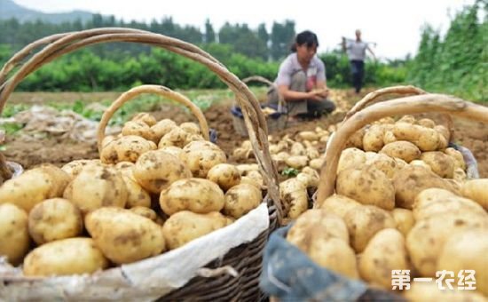 农业部在宁夏召开马铃薯主食开发成果展示交流会