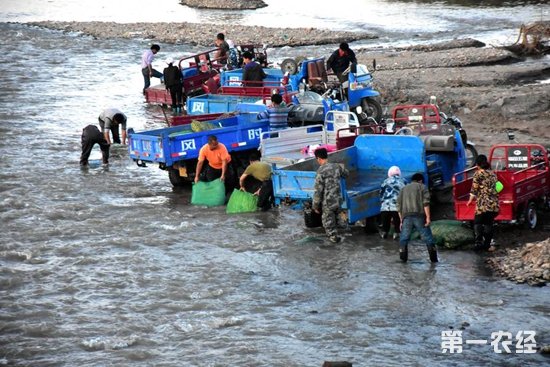 农民河里昼夜不停捞“金条”场面壮观