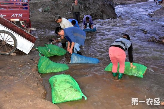 农民河里昼夜不停捞“金条”场面壮观