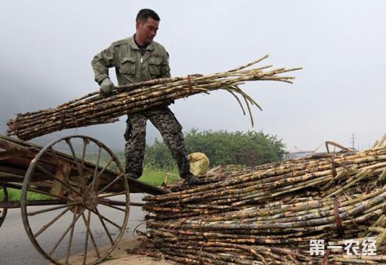 还在等什么?2018农民朋友种这五种作物来钱快有补贴!