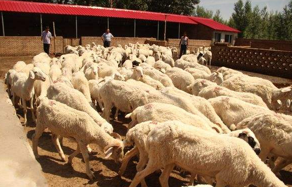 农业农村部启动帮扶青海特色畜牧业扶贫行动