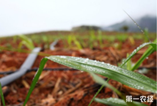 2018年中国农业水价综合改革实施面积超7900万亩