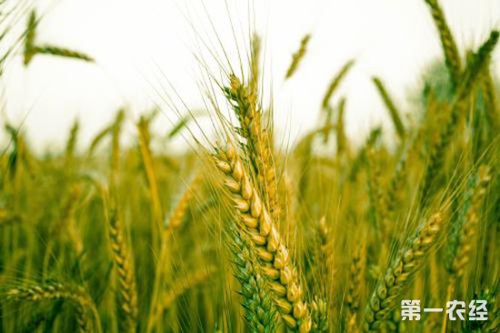 小麦穗发芽防控新技术:“纳米雨衣”替代传统农药