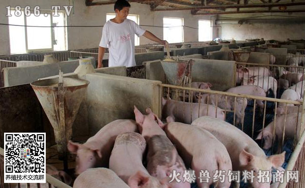 非洲猪瘟让“南猪北养”付出了代价,南方老板还敢去北方养猪吗?