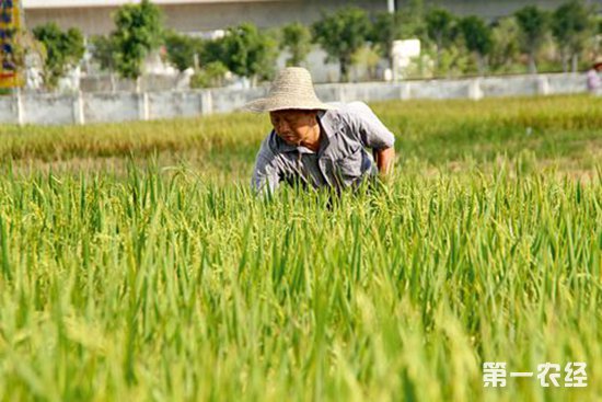 我国水稻育种发展快速,育种优异性状突出