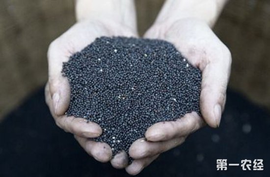三熟制早熟油菜新品种培育成功