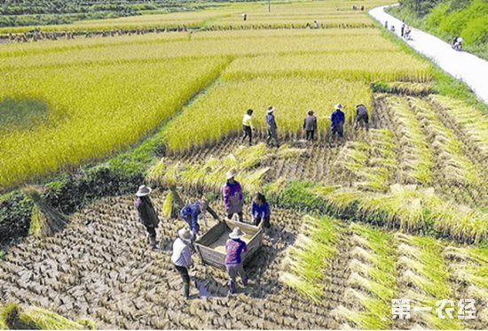 农业兴百业兴!改革开放40年乡村“花样”谋振兴