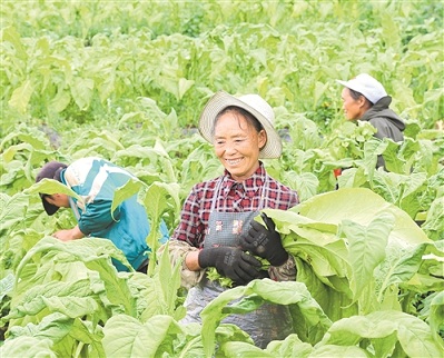 改革开放四十周年看贵州烟农生产生活变化