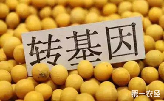 转基因