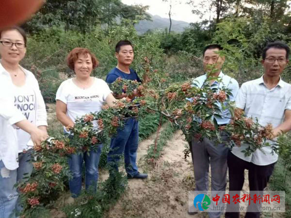 农民丰收节_爱奇艺