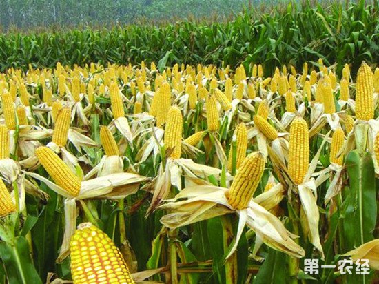 我国严禁非法种植转基因玉米 一旦查获将重罚