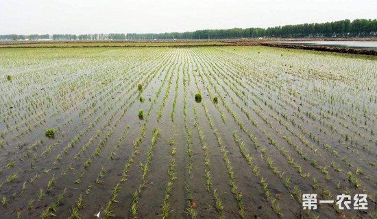 农业农村部:今年南方水稻种植指导意见