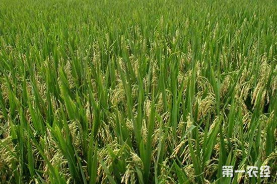 我国种业发展的四个方向 高质量发展是大势所趋