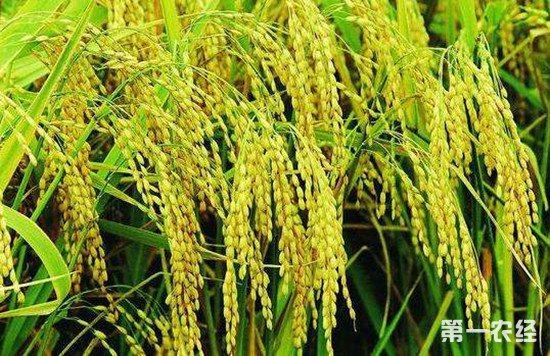绿色超级稻已惠及18个国家和地区