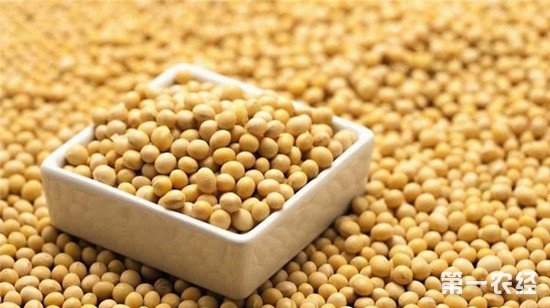 我国大豆单产不足美国一半 农民每卖一斤大豆亏7毛