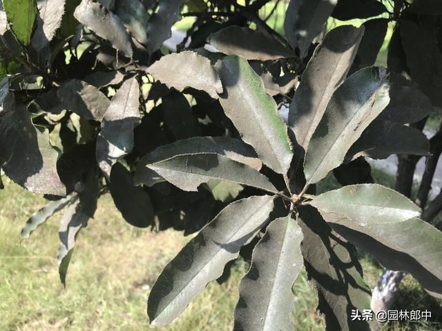 高温的夏季,要警惕这6种病害,苗木一不小心就会染上