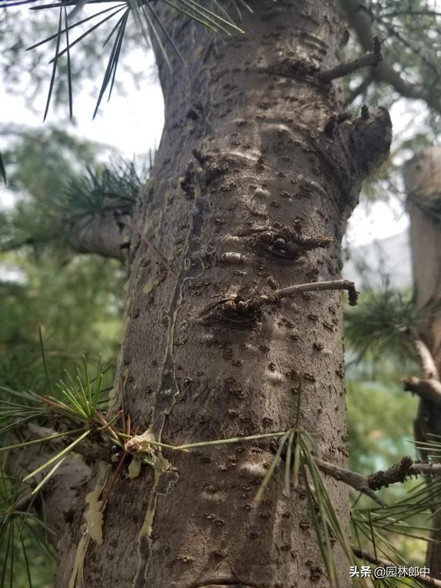 高温的夏季,要警惕这6种病害,苗木一不小心就会染上