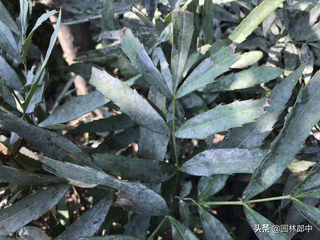高温的夏季,要警惕这6种病害,苗木一不小心就会染上