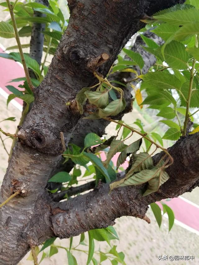 高温的夏季,要警惕这6种病害,苗木一不小心就会染上