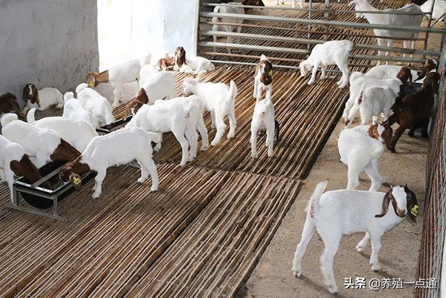 羔羊育肥八项关键技术,百日出栏效益高