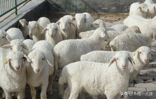 羔羊育肥八项关键技术,百日出栏效益高