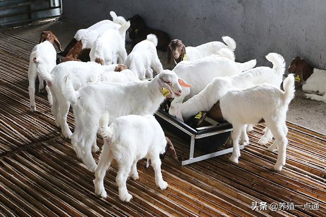 羔羊育肥八项关键技术,百日出栏效益高