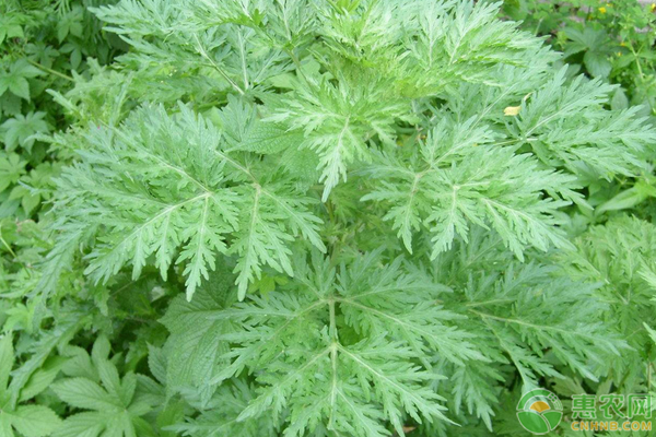 茵陈价格多少钱一斤