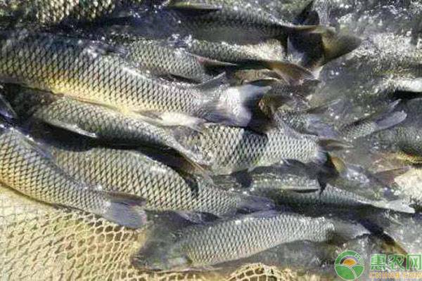 近期淡水鱼价格走势如何?2019各地淡水鱼最新价格行情分析