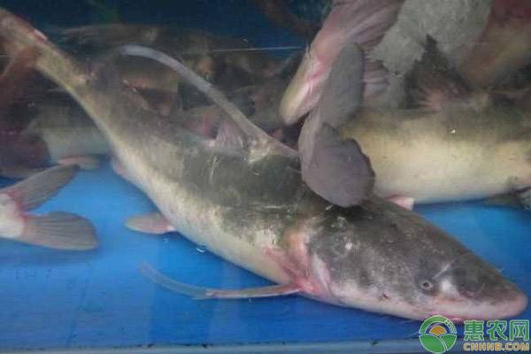 近期淡水鱼价格走势如何?2019各地淡水鱼最新价格行情分析