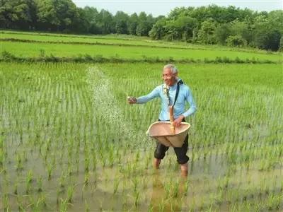 有机肥没那么神,化肥没那么可怕,合理搭配才能高产且环保