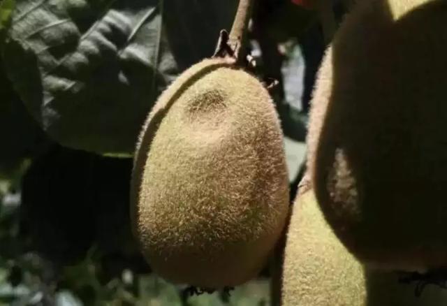 猕猴桃如何才能抵御高温?果农在果园种上了草,专家说这个方案好