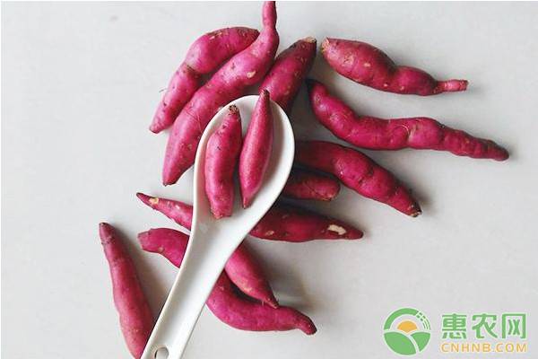 香薯市场价格多少钱一斤?香薯与红薯有什么区别?