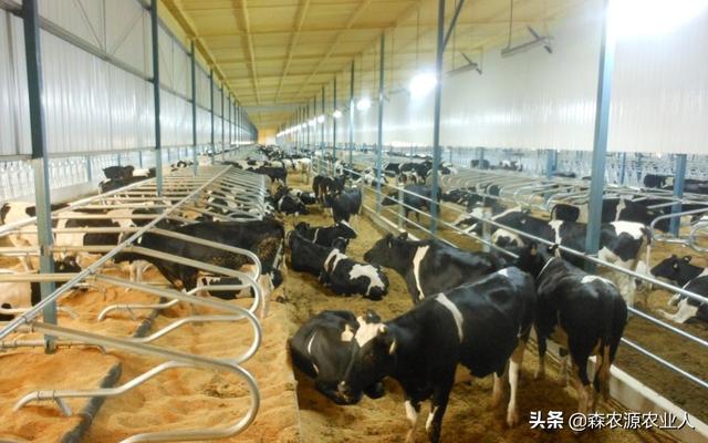 养牛实用技术 牛的繁育技术