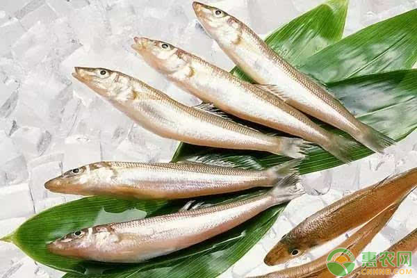 长江刀鱼价格