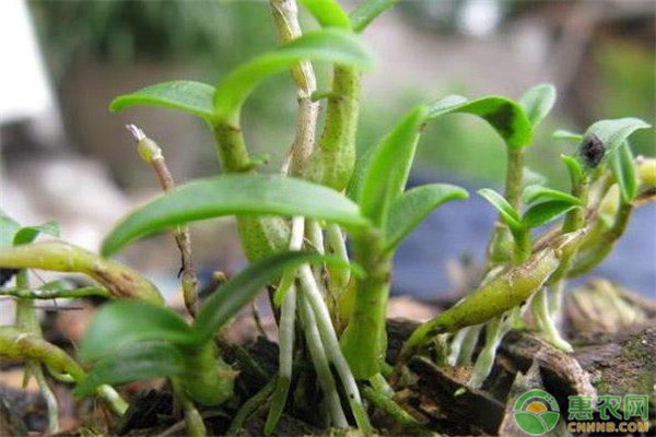白芨的种植技术