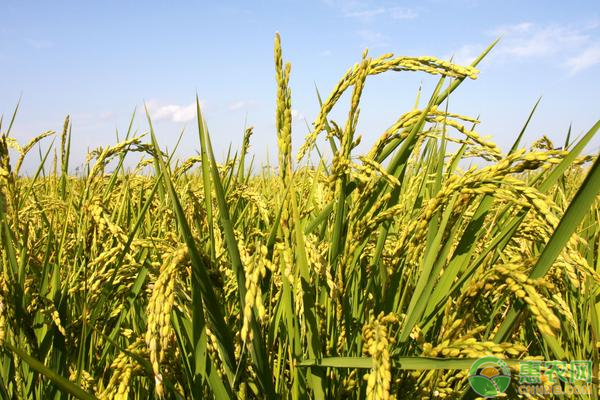 水稻价格最新行情