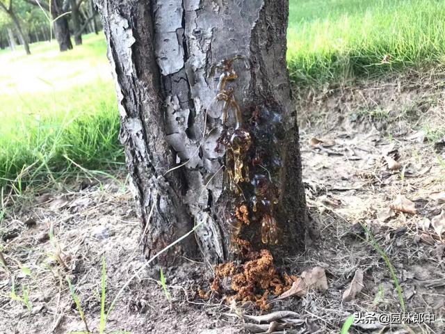 秋季树木提前落叶,树下掉木屑,需警惕,可能是蛀干害虫在危害