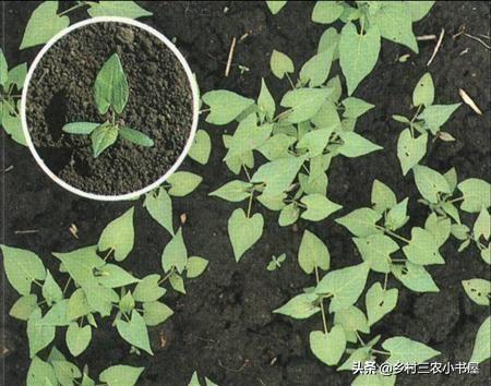 荞麦种植如何高效追肥,荞麦配方与施肥技术