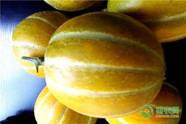 丰雷甜瓜多少钱一斤?丰雷甜瓜有何特点?