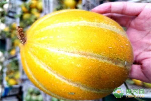 丰雷甜瓜多少钱一斤?丰雷甜瓜有何特点?