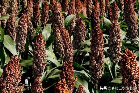 农村剩余劳动力就业与农业“准纵向一体化”