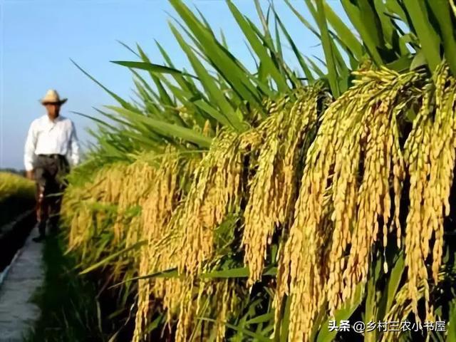 农村剩余劳动力就业与农业“准纵向一体化”