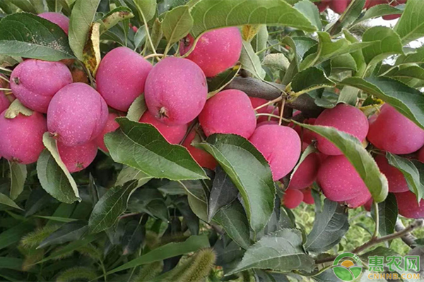 鸡心果价格