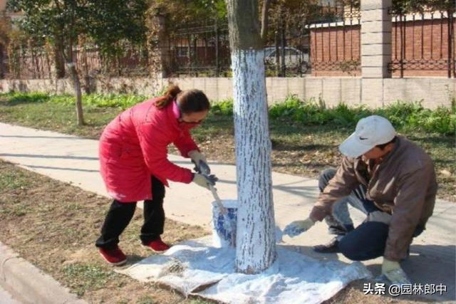 园林行业树干涂白存在哪些误区,如何选择涂白剂效果才能更好?