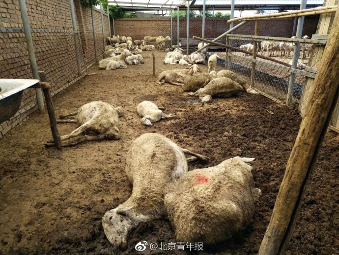 【社会热点】寿光昨日销毁5.2万斤“毒大葱” 曾致百余只羊食用后死亡