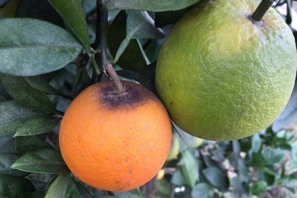 柑橘炭疽病全年发生，不能怠慢！